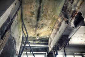 Why You Should Choose Our Mold Remediation Services in Nixon, PA